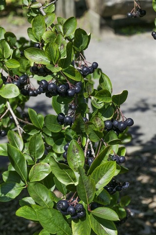 "2 Yaşında Viking Aronya Fidanı - Sağlıklı Ve Verimli Aronia M...