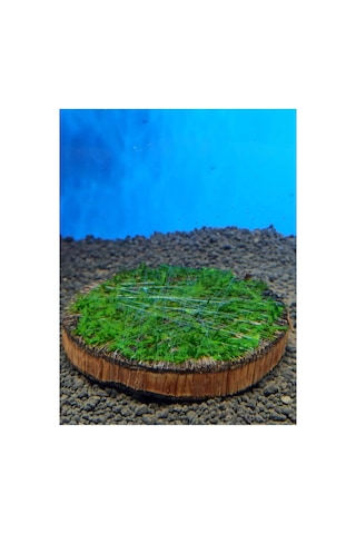 Ağaç Diliminde Kütüğe Yeni Sarım Java Moss Tasarımı Canlı Bitki 4