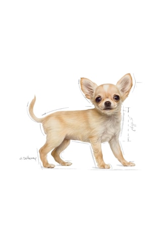 Royal Canin Chihuahua Junior Yavru Köpek Maması 1500 G
