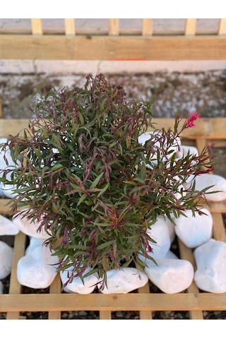 Gaura Çalısı Bitkisi 20-45 Cm Saksılı/tüplü Dış Mekan Sarmaşık Bitkileri