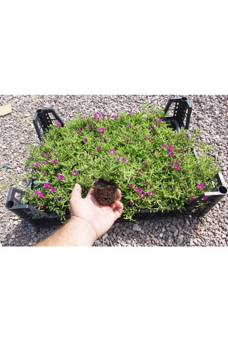 Mezar - Kabir Çiçekli Bitki Seti - 90 Adet Yer Örtücü Bitki + 20