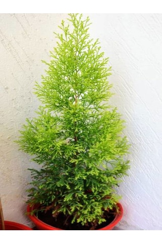 Videolu Limoni Servi Yerli Üretim 20 30 Cm 1 Adet Tüplü Dış Mekan Bitkisi Cupressus Macrocarpa