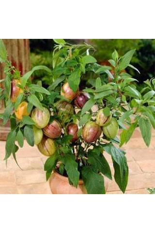 Pepino Fidanı, Torbada Dallı