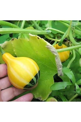 Karışık Süs Kabağı Tohumu 1 Paket 10 Adet