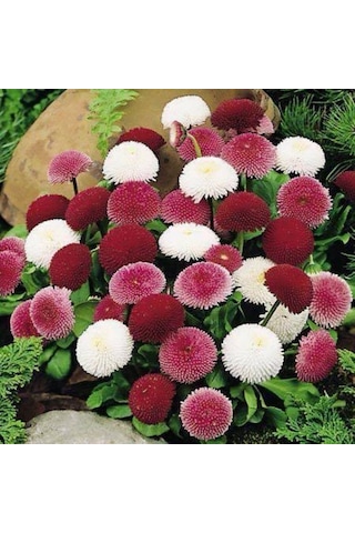 Karışık Katmerli Bellis Perennis Ponpon İngiliz Çayır Papatyası Ç Karışık Katmerli Bellis Perennis Ponpon İngiliz Çayır Papatyası Ç
