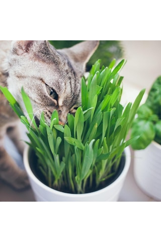 Kedi Çimi 12 cm'lik Saksıda