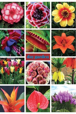 10 Adet Yeşil Dahlia Yıldız Çiçeği Tohumu + 10 Adet Hediye Karışık Renk Gül Tohumu