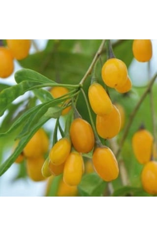 2 Adet Goji Berry Fidanı Sarı Renk Tombul Meyve Tüplü 1 Yaş 12 Ay Dikebilirsiniz....