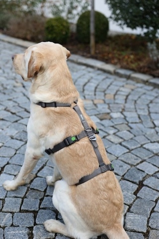 Kerbl Köpek Sırt Tasması Kaçış Önleyici 38 x 52 CM Gri