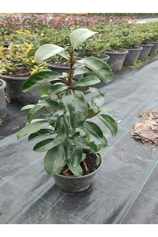 Kartopu Viburnum Lucidum 5 Adet 60-80 Cm Saksılı Dış Mekan Bahçe Peyzaj Çit Bitkisi