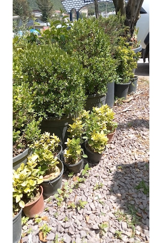 Altuni Taflan Fidanı 25-40 Cm 10 Adet