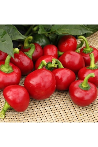 Geleneksel Acı Hot Cherry Tatlı Kiraz Biber Tohumu 50 Tohum