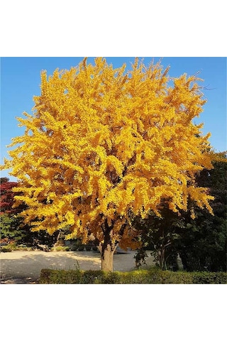 Mabet Ağacı Fidanı Ginkgo Biloba - 1-2 Yaşında Dayanıklı Ve Şif