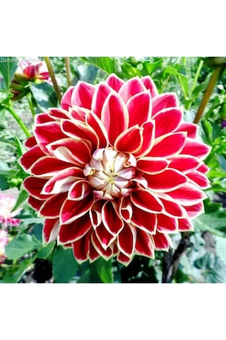 Holland Bulb Market Dahlia Maxime 1 Adet Soğan Çiçek Soğanı 381571838