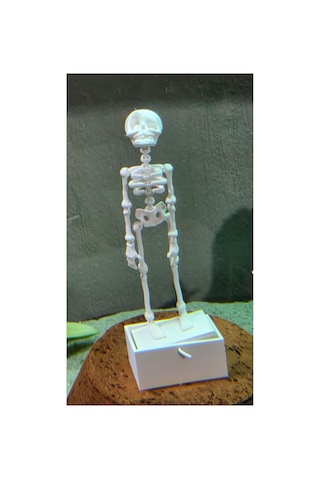 14 Cm Dans Eden İskelet Akvaryum
