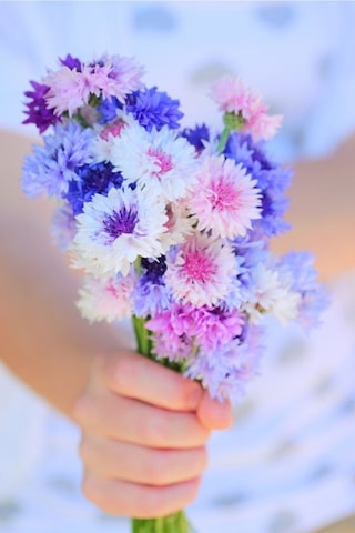 Kontur Çiçeği Tohumu Çiçek Tohumu 10 Adet Tohum