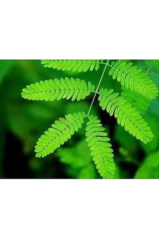 Küstüm Çiçeği Bitkisi Saksılı 10-20 Cm