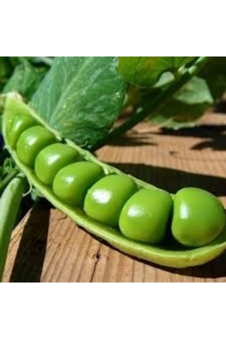 Utrillo Bezelye Tohumu Tohum 1 Kg