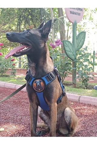 Tactical Göğüs Tasması Taktik Tasma Mavi
