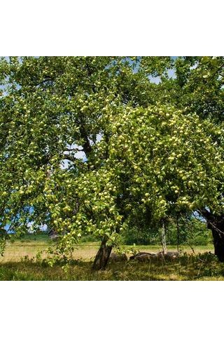 Granny Smith Elma Fidanı 3 Adet