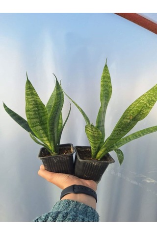 Videolu 2 Adet Zarif Görünümlü Kılıç Çiçeği 30-40 Cm Tüplü Çiçekli Bodur Bitkiler Gladiolus