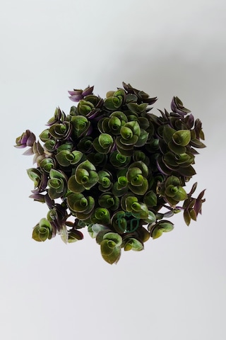 Callisia Repens Turtle Vine Dekoratif Sarkan Ev Bitkisi