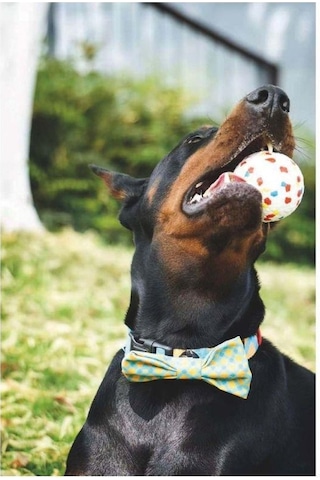 M-pets Bloom Ball Parçalanmaz Top Köpek Oyuncağı 7 Cm