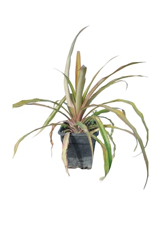 Kırmızı Ananas Fidanı 3 Yaş 50 Cm