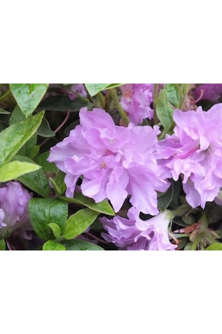 Mor Çiçekli Açelya Elsie Lee Fidanı 1-2 Yaş Arası Saksılı