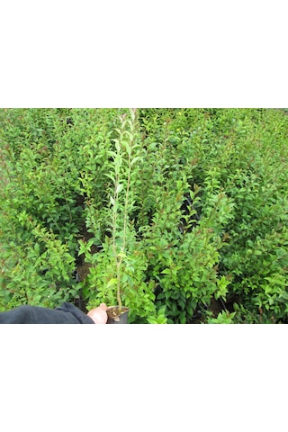 Kurtbağrı Çit Bitkisi 10'lu Ligüstrüm 70-100 Cm
