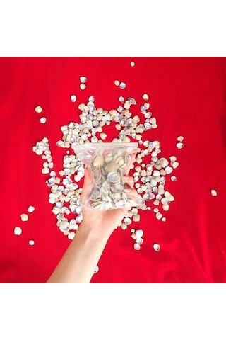 Küçük Deniz Kabuğu Süs Dekoratif Akvaryum Süsleme 100 Gr