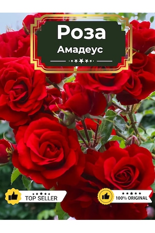 Dream Roses Amadeus Gül Fides 209850836