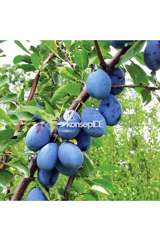 Erik Stanley Birton Fidanı