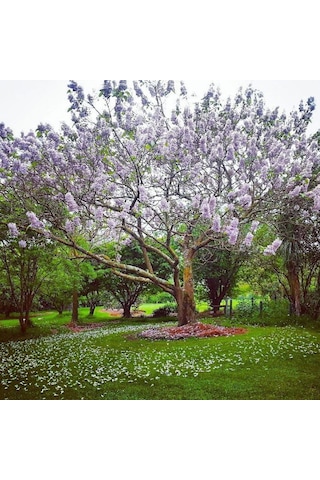 Paulownia Çin Kavağı Fidanı 15-20 Cm Saksılı