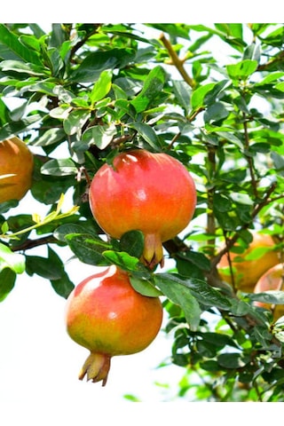 Bodur Süs Narı Fidanı 40-60 Cm Saksılı Çiçekli Bodur Bitkiler Pomegranate Tree