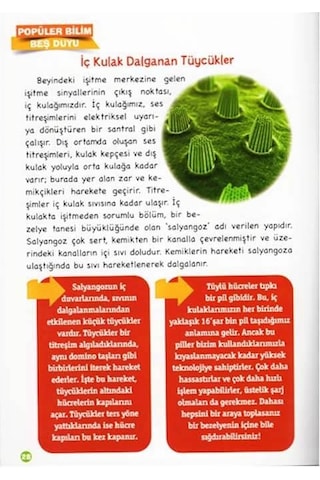Popüler Bilim Vücudumuz Dizisi - Beş Duyumuz - Sema Gül - Timaş Çocuk