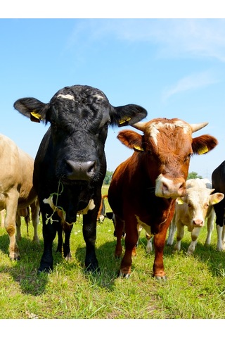 Vıtarmor Supplements Farm Mushroom Powder 350 G