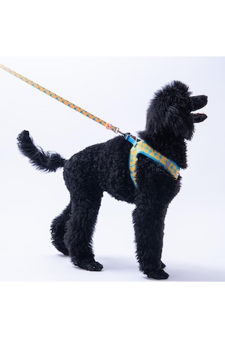 Citrus Leash Narenciye Desenli Kedi Köpek Sevk & Gezdirme Kayışı Köpek Uzatma Tasması Turkuaz