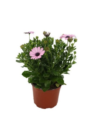 Videolu Bodrum Papatyası Pembe Renkli 20 35 Cm 1 Adet Saksılı Begonia Semperflorens