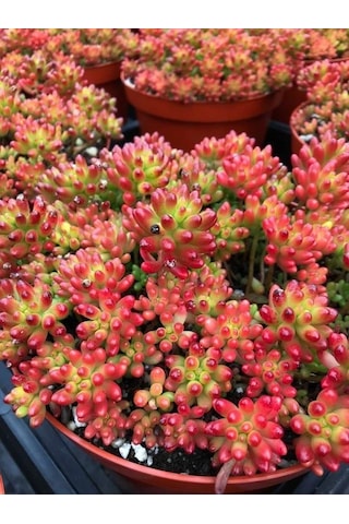 Sedum Rubrotınctum 45 Adet - Jelly Bean Sukulent