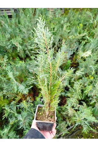 Yeşil Mazı 3 Adet / 30-50 Cm Çit Bitkisi Thuja Orientalis
