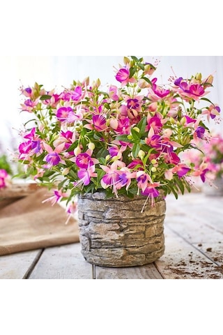 Rosy Violet 3 Renkli İri Çiçekli Küpe Çiçeği Fidesi 1 Adet