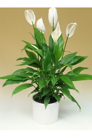 BARIŞ ÇİÇEĞİ Spathiphyllum 3 ADET - Hediyelik Salon Ofis Bitkisi