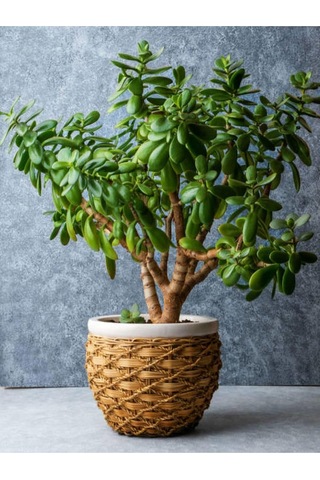 Para Çiçeği 20 40 Cm 1 Adet Saksılı İç Mekan Bitkisi Crassula Ovata