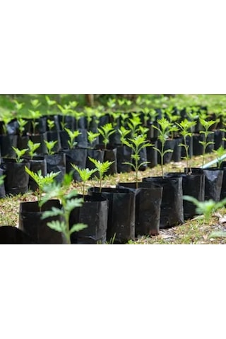 Fidan Poşeti 11x13 cm 800 Adet Körüksüz Fide Poşeti Fide Torbası