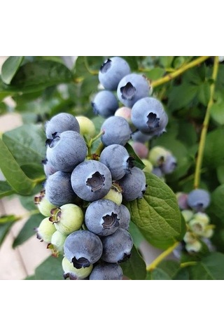 Ayrex Darrow Cinsi Yaban Mersini Blueberry Fidanı, Tüplü