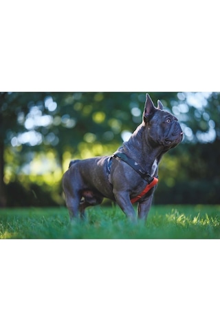 M-pets Wıld Jungle Köpek Göğüs Tasması M Pembe