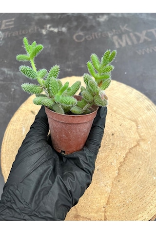 Delosperma Echinatum-5,5 Cm Saksıda Tombul Tüylü Yapraklı Sukulent - Saksı Hediyeli