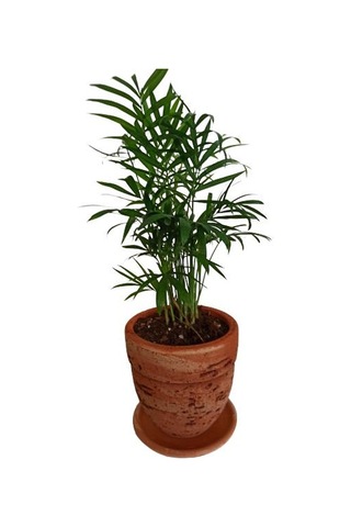 Toprak Saksıda Chamaedorea Elegans Areka Palmiyesi