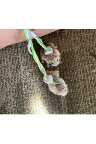 Ozzipetshop Gonzales Hamster Gezdirme Ve Dolaştırma Tasması Patentli Tasarım